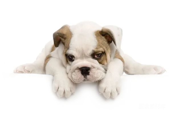 元素素材 Bulldog