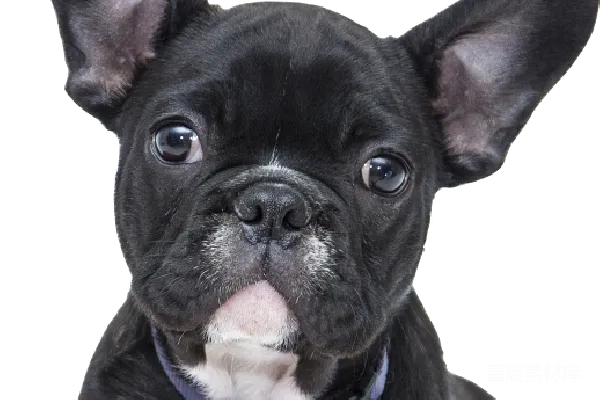 元素素材 Bulldog