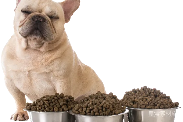 元素素材 德国牧羊犬