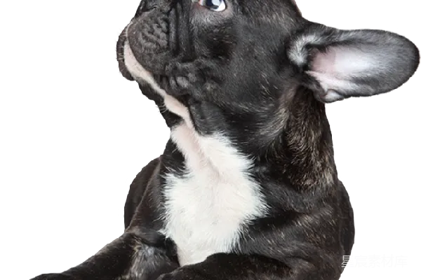 元素素材 比特犬