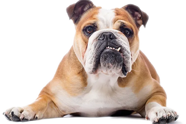 元素素材 英斗犬的特写照