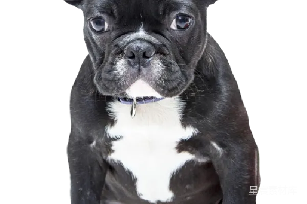 元素素材 Bulldog