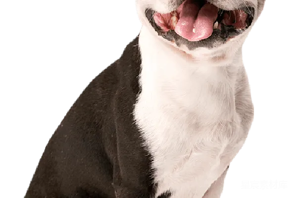 元素素材 微笑的波士顿梗犬