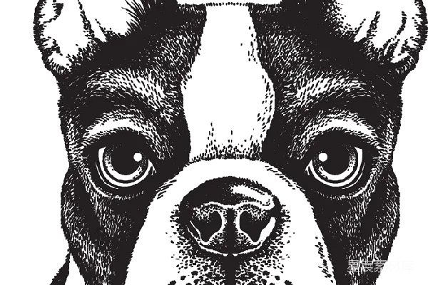 元素素材 斗牛犬