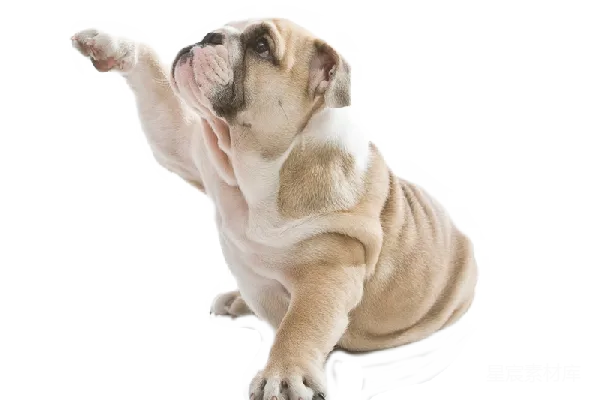 元素素材 Bulldog
