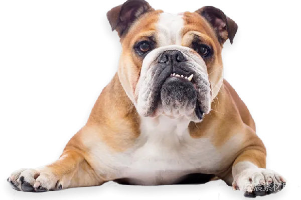 元素素材 Bulldog