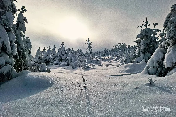 高清摄影 覆盖着白雪的带有树木的雪景