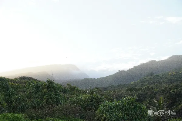 高清摄影 一片郁郁葱葱的山坡被许多树木覆盖着