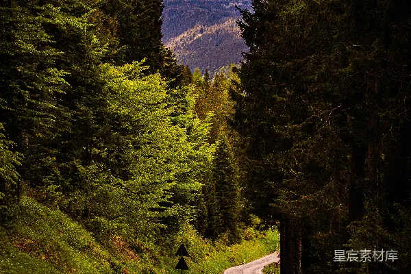 高清摄影 一条蜿蜒穿过密林的山路，远处是被白雪覆盖的山峦。