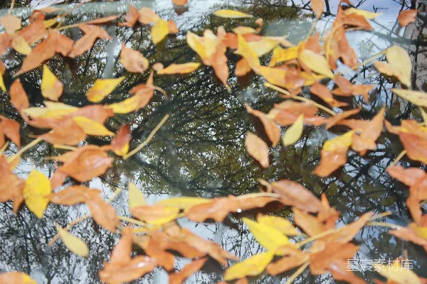 高清摄影 一群金鱼