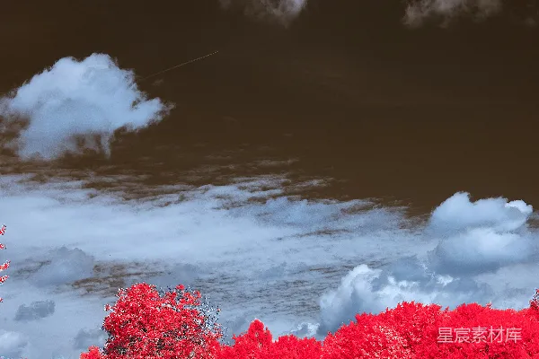 高清摄影 红树在暗天空下，白云点缀其间