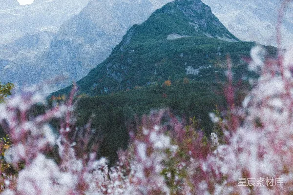 高清摄影 白天山脚下有粉红色的花朵
