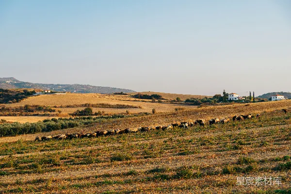 高清摄影 一群羊在干燥的草地上行走