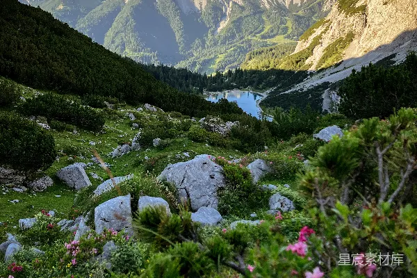 高清摄影 前景中有山峦和花朵的一幅画面