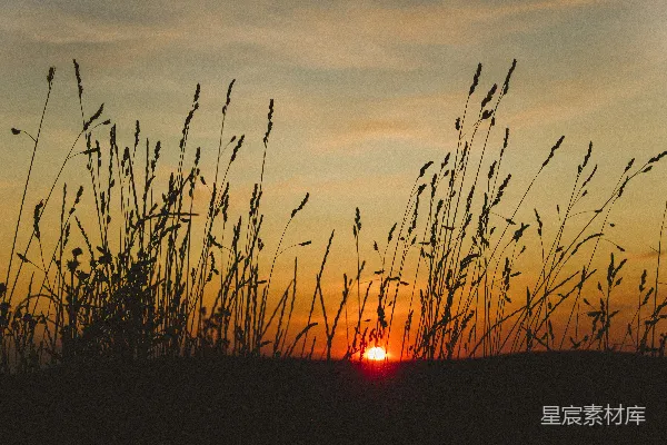 高清摄影 夕阳落在一些高高的草后面