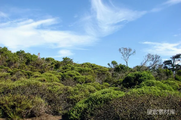 高清摄影 有树和灌木的山坡