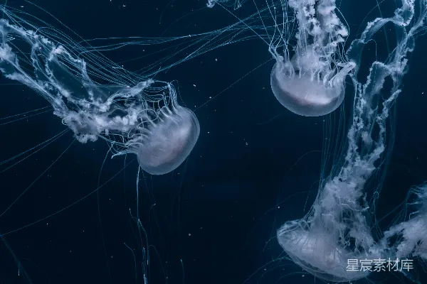 高清摄影 白的水母在游泳。