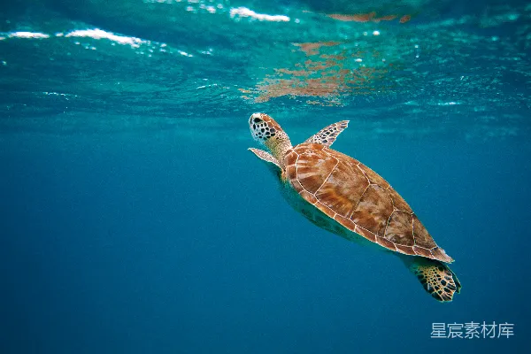高清摄影 白天在水中的棕色 turtles