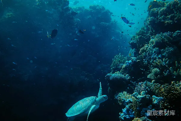 高清摄影 灰海龟