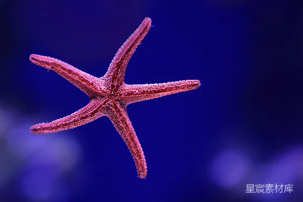 高清摄影 星鱼的特写 macro 照片