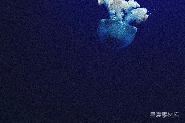 高清摄影 水下 Jellyfish 照片