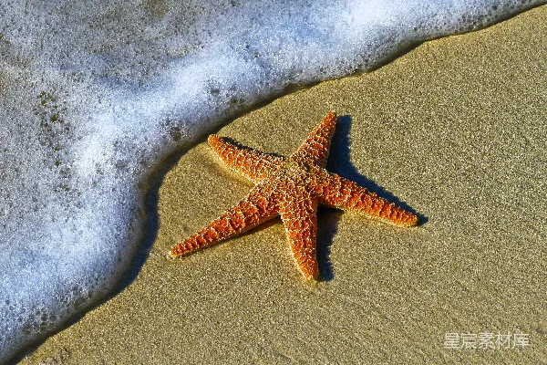 高清摄影 海边红星鱼的特写照片