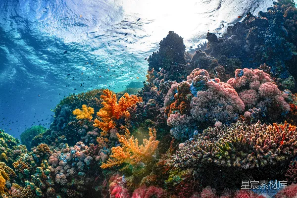 高清摄影 海底色彩斑斓的珊瑚礁景观
