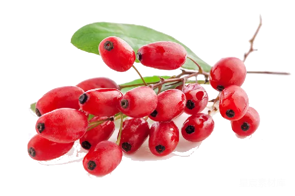 元素素材 虉草