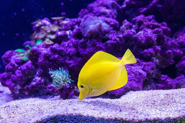 高清摄影 黄色奥斯卡鱼摄影