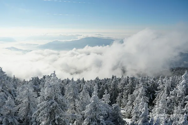 高清摄影 雪山之巅，树木覆雪的景象
