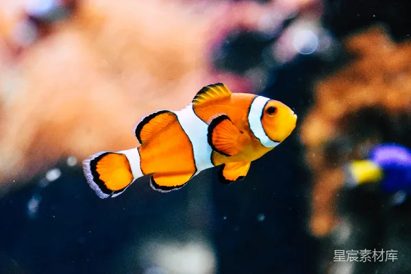 高清摄影 浅聚焦摄影中的 clown fish
