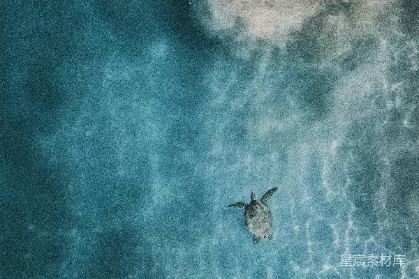 高清摄影 海水中海龟的 aerial 照片
