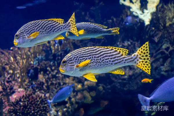 高清摄影 水族馆里一群游动的鱼