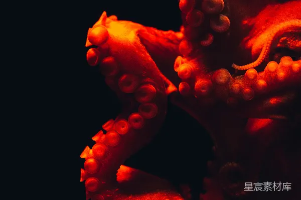 高清摄影 浅聚焦摄影的章鱼