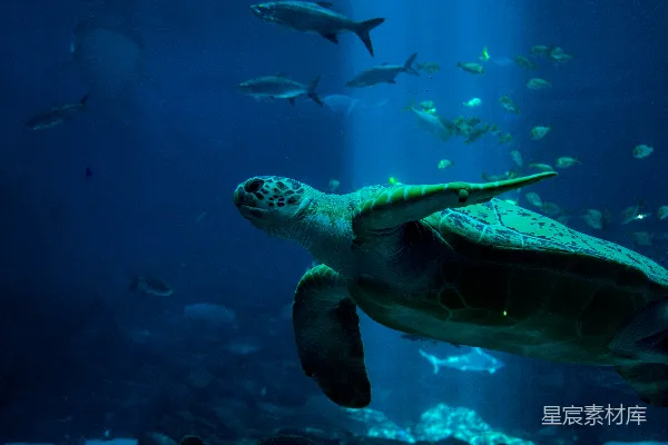 高清摄影 水下 turtles 和 fishes