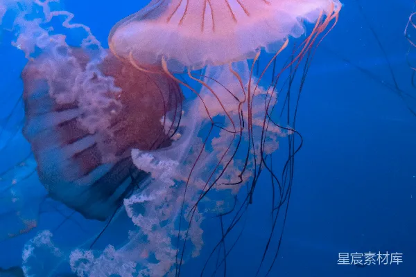 高清摄影 美丽的水母在深蓝色的水中游动。