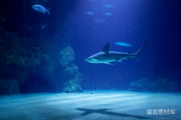 高清摄影 Aquarium里一条鲨鱼旁边有一只海星。