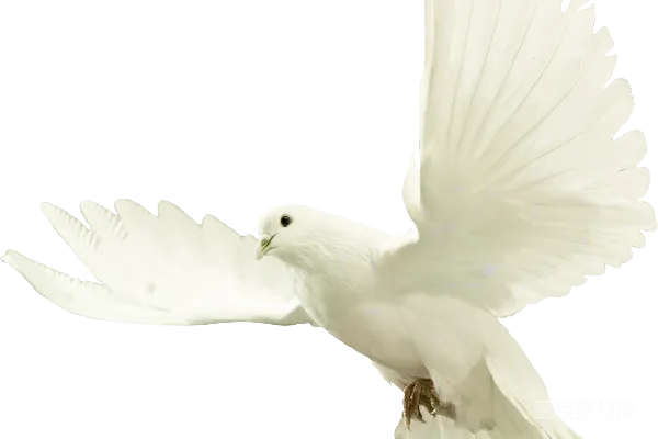 元素素材 白色