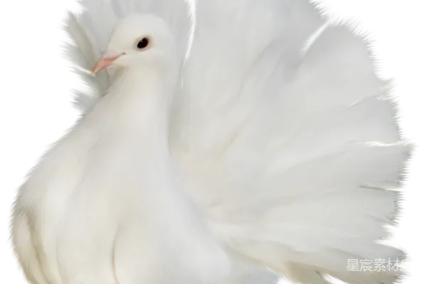 元素素材 白色