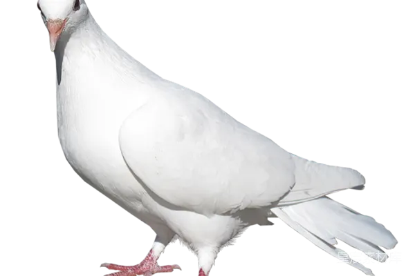 元素素材 白色