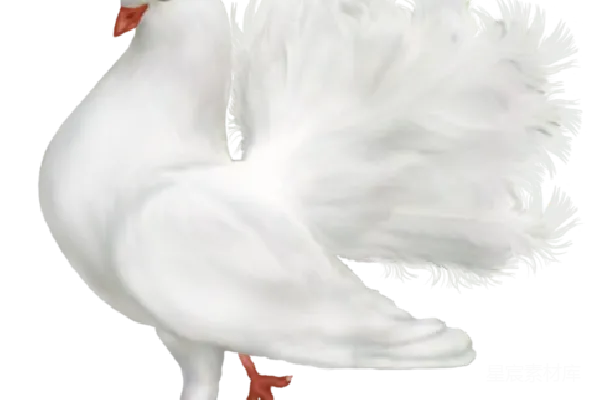 元素素材 透明