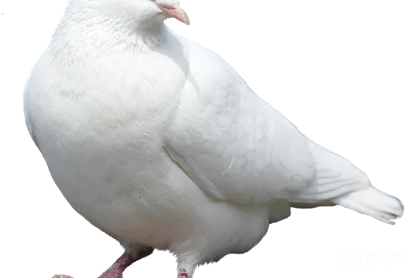 元素素材 白色