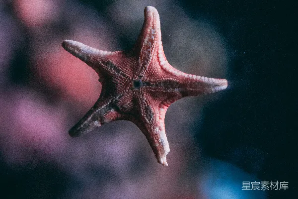高清摄影 浅焦点拍摄的粉星fish