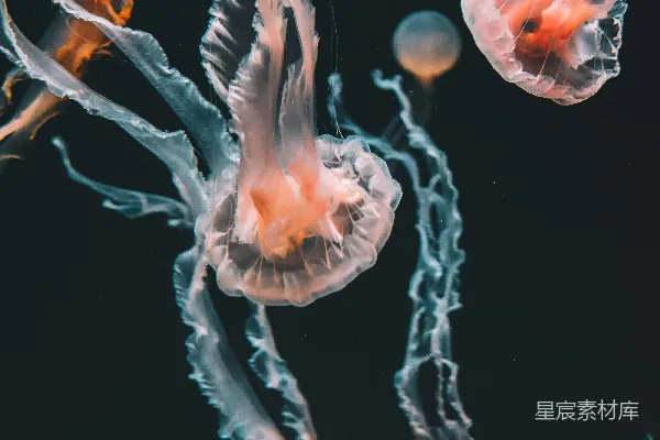 高清摄影 水下粉色的 jellyfish