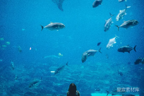 高清摄影 女人站在水族馆前，一条鱼群在她面前游动。