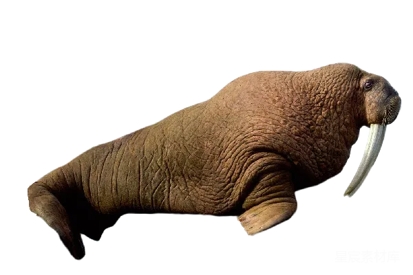 元素素材 Walrus象牙
