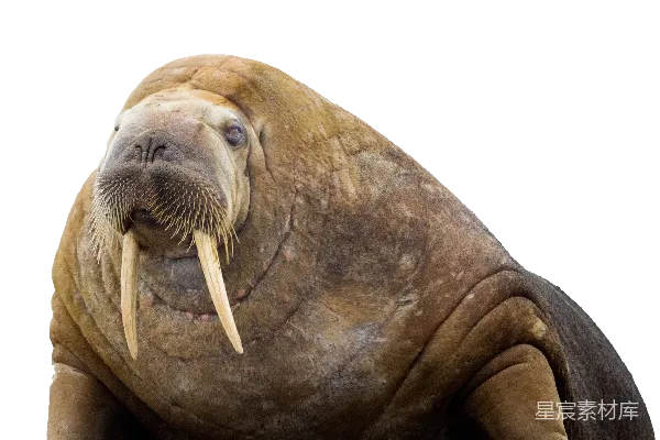 元素素材 Walrus象鼻鱼
