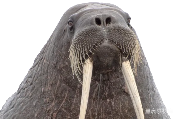 元素素材 Walrus象鼻鱼