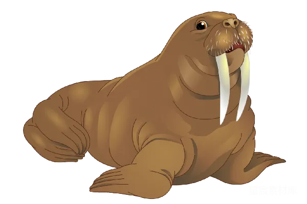 元素素材 Walrus象鼻鲸