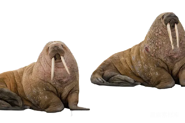 元素素材 Walrus
